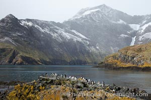 Macaroni penguins, on the rocky shoreline of Hercules Bay, South Georgia Island.  One of the crested penguin species, the macaroni penguin bears a distinctive yellow crest on its head.  They grow to be about 12 lb and 28" high.  Macaroni penguins eat primarily krill and other crustaceans, small fishes and cephalopods, Eudyptes chrysolophus