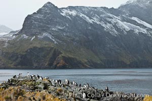 Macaroni penguins, on the rocky shoreline of Hercules Bay, South Georgia Island.  One of the crested penguin species, the macaroni penguin bears a distinctive yellow crest on its head.  They grow to be about 12 lb and 28" high.  Macaroni penguins eat primarily krill and other crustaceans, small fishes and cephalopods, Eudyptes chrysolophus