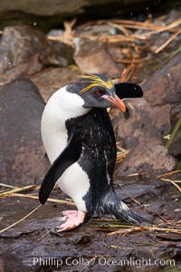 Macaroni penguin, on the rocky shoreline of Hercules Bay, South Georgia Island.  One of the crested penguin species, the macaroni penguin bears a distinctive yellow crest on its head.  They grow to be about 12 lb and 28" high.  Macaroni penguins eat primarily krill and other crustaceans, small fishes and cephalopods, Eudyptes chrysolophus