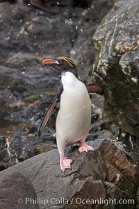 Macaroni penguin, on the rocky shoreline of Hercules Bay, South Georgia Island.  One of the crested penguin species, the macaroni penguin bears a distinctive yellow crest on its head.  They grow to be about 12 lb and 28" high.  Macaroni penguins eat primarily krill and other crustaceans, small fishes and cephalopods, Eudyptes chrysolophus