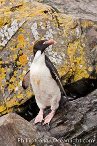 Macaroni penguin, on the rocky shoreline of Hercules Bay, South Georgia Island.  One of the crested penguin species, the macaroni penguin bears a distinctive yellow crest on its head.  They grow to be about 12 lb and 28" high.  Macaroni penguins eat primarily krill and other crustaceans, small fishes and cephalopods, Eudyptes chrysolophus