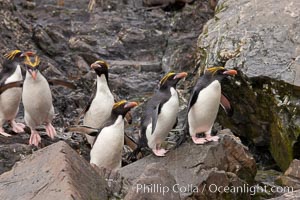 Macaroni penguins, on the rocky shoreline of Hercules Bay, South Georgia Island.  One of the crested penguin species, the macaroni penguin bears a distinctive yellow crest on its head.  They grow to be about 12 lb and 28" high.  Macaroni penguins eat primarily krill and other crustaceans, small fishes and cephalopods, Eudyptes chrysolophus