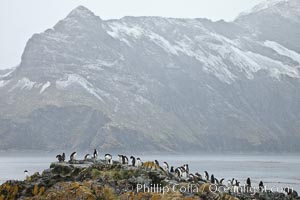 Macaroni penguins, on the rocky shoreline of Hercules Bay, South Georgia Island.  One of the crested penguin species, the macaroni penguin bears a distinctive yellow crest on its head.  They grow to be about 12 lb and 28" high.  Macaroni penguins eat primarily krill and other crustaceans, small fishes and cephalopods, Eudyptes chrysolophus