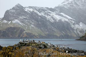 Macaroni penguins, on the rocky shoreline of Hercules Bay, South Georgia Island.  One of the crested penguin species, the macaroni penguin bears a distinctive yellow crest on its head.  They grow to be about 12 lb and 28" high.  Macaroni penguins eat primarily krill and other crustaceans, small fishes and cephalopods, Eudyptes chrysolophus