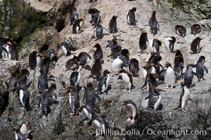 Macaroni penguins, on the rocky shoreline of Hercules Bay, South Georgia Island.  One of the crested penguin species, the macaroni penguin bears a distinctive yellow crest on its head.  They grow to be about 12 lb and 28" high.  Macaroni penguins eat primarily krill and other crustaceans, small fishes and cephalopods, Eudyptes chrysolophus