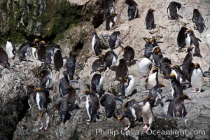 Macaroni penguins, on the rocky shoreline of Hercules Bay, South Georgia Island.  One of the crested penguin species, the macaroni penguin bears a distinctive yellow crest on its head.  They grow to be about 12 lb and 28" high.  Macaroni penguins eat primarily krill and other crustaceans, small fishes and cephalopods, Eudyptes chrysolophus