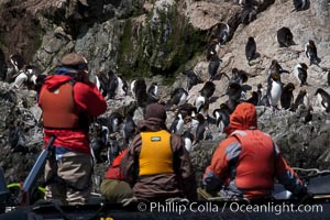 Macaroni penguins, on the rocky shoreline of Hercules Bay, South Georgia Island.  One of the crested penguin species, the macaroni penguin bears a distinctive yellow crest on its head.  They grow to be about 12 lb and 28" high.  Macaroni penguins eat primarily krill and other crustaceans, small fishes and cephalopods, Eudyptes chrysolophus