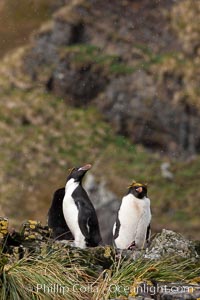 Macaroni penguins, on the rocky shoreline of Hercules Bay, South Georgia Island.  One of the crested penguin species, the macaroni penguin bears a distinctive yellow crest on its head.  They grow to be about 12 lb and 28" high.  Macaroni penguins eat primarily krill and other crustaceans, small fishes and cephalopods, Eudyptes chrysolophus