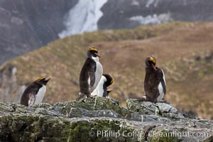 Macaroni penguins, on the rocky shoreline of Hercules Bay, South Georgia Island.  One of the crested penguin species, the macaroni penguin bears a distinctive yellow crest on its head.  They grow to be about 12 lb and 28" high.  Macaroni penguins eat primarily krill and other crustaceans, small fishes and cephalopods, Eudyptes chrysolophus