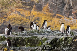 Macaroni penguins, on the rocky shoreline of Hercules Bay, South Georgia Island.  One of the crested penguin species, the macaroni penguin bears a distinctive yellow crest on its head.  They grow to be about 12 lb and 28" high.  Macaroni penguins eat primarily krill and other crustaceans, small fishes and cephalopods, Eudyptes chrysolophus