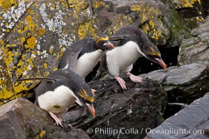 Macaroni penguins, on the rocky shoreline of Hercules Bay, South Georgia Island.  One of the crested penguin species, the macaroni penguin bears a distinctive yellow crest on its head.  They grow to be about 12 lb and 28" high.  Macaroni penguins eat primarily krill and other crustaceans, small fishes and cephalopods, Eudyptes chrysolophus