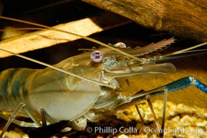 Longarm prawn, a freshwater crustacean, Macrobrachium