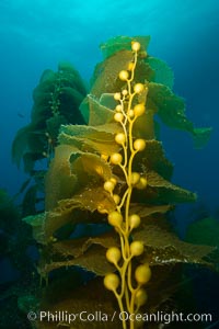 Kelp fronds and pneumatocysts. Pneumatocysts, gas-filled bladders, float the kelp plant off the ocean bottom toward the surface and sunlight, where the leaf-like blades and stipes of the kelp plant grow fastest. Giant kelp can grow up to 2' in a single day given optimal conditions. Epic submarine forests of kelp grow throughout California's Southern Channel Islands, San Clemente Island
