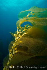 Kelp fronds and pneumatocysts. Pneumatocysts, gas-filled bladders, float the kelp plant off the ocean bottom toward the surface and sunlight, where the leaf-like blades and stipes of the kelp plant grow fastest. Giant kelp can grow up to 2' in a single day given optimal conditions. Epic submarine forests of kelp grow throughout California's Southern Channel Islands, San Clemente Island