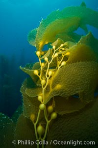 Kelp fronds and pneumatocysts. Pneumatocysts, gas-filled bladders, float the kelp plant off the ocean bottom toward the surface and sunlight, where the leaf-like blades and stipes of the kelp plant grow fastest. Giant kelp can grow up to 2' in a single day given optimal conditions. Epic submarine forests of kelp grow throughout California's Southern Channel Islands