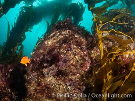 Macrocystis kelp growing up from a rocky reef, the kelp's holdfast is like a root cluster which attaches the kelp to the rocky reef on the oceans bottom. Kelp blades are visible above the holdfast, swaying in the current, Macrocystis pyrifera, San Clemente Island