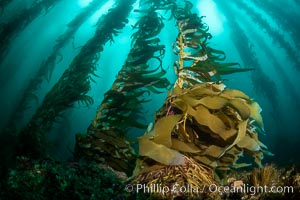 Macrocystis kelp growing up from a rocky reef, the kelp's holdfast is like a root cluster which attaches the kelp to the rocky reef on the oceans bottom. Kelp blades are visible above the holdfast, swaying in the current, Macrocystis pyrifera, San Clemente Island