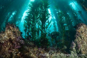 Macrocystis kelp growing up from a rocky reef, the kelp's holdfast is like a root cluster which attaches the kelp to the rocky reef on the oceans bottom. Kelp blades are visible above the holdfast, swaying in the current, Macrocystis pyrifera, San Clemente Island