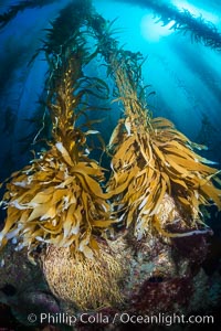 Kelp holdfast attaches the plant to the rocky reef on the oceans bottom. Kelp blades are visible above the holdfast, swaying in the current