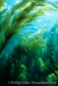 Kelp forest.