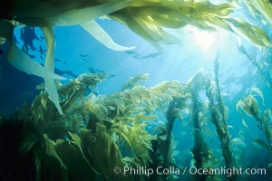 A kelp forest with sunbeams passing through kelp fronds. Macrocystis pyrifera, San Clemente Island, California.