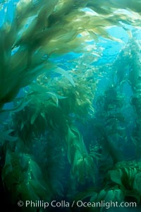 Kelp forest, Macrocystis pyrifera, San Clemente Island