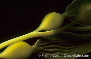 Kelp detail showing pneumatocysts (air bladders).