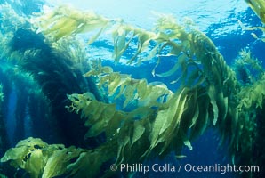 Kelp fronds at surface, Macrocystis pyrifera, San Clemente Island