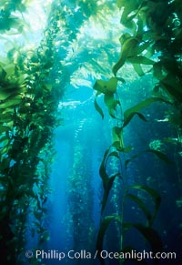 Kelp bed. San Clemente Island, California, USA, Macrocystis pyrifera, natural history stock photograph, photo id 02504