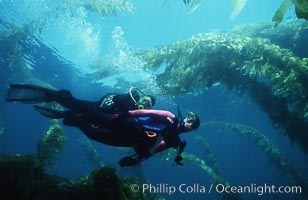 Divers and kelp forest, Macrocystis pyrifera, San Clemente Island