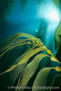 Kelp detail showing pneumatocysts (air bladders), Macrocystis pyrifera, San Clemente Island