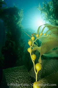 Kelp detail showing pneumatocysts (air bladders), Macrocystis pyrifera, San Clemente Island