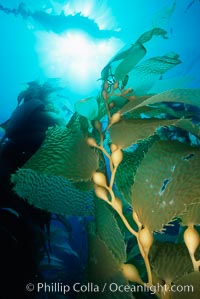Kelp detail showing pneumatocysts (air bladders), Macrocystis pyrifera, San Clemente Island