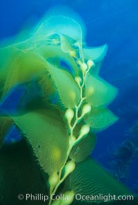 Kelp detail showing pneumatocysts (air bladders), Macrocystis pyrifera, San Clemente Island