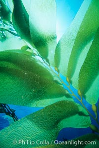 Kelp fronds, Macrocystis pyrifera, San Clemente Island