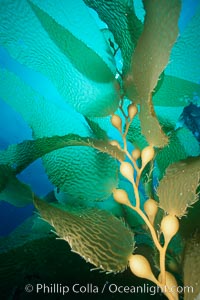 Kelp detail showing pneumatocysts (air bladders), Macrocystis pyrifera, San Clemente Island