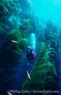 Diver amid kelp forest, Macrocystis pyrifera, San Clemente Island