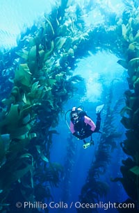 SCUBA diver swimming through a giant kelp forest, San Clemente Island.