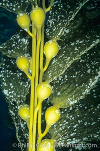 Kelp fronds with encrusting bryozoans. San Clemente Island, California, USA, Macrocystis pyrifera, natural history stock photograph, photo id 03401