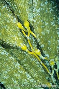 Kelp fronds with encrusting bryozoans. San Clemente Island, California, USA, Macrocystis pyrifera, natural history stock photograph, photo id 03402