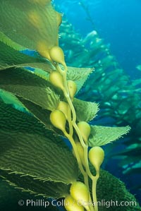 Kelp frond showing pneumatocysts (air bladders), Macrocystis pyrifera, San Clemente Island