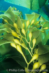 Kelp frond showing pneumatocysts (air bladders), Macrocystis pyrifera, San Clemente Island