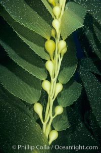 Kelp frond showing pneumatocysts (air bladders), Macrocystis pyrifera, San Clemente Island