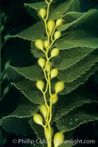 Kelp frond showing pneumatocysts (air bladders).