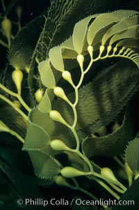 Kelp frond showing pneumatocysts (air bladders), Macrocystis pyrifera, San Clemente Island