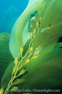 Kelp frond showing pneumatocysts (air bladders), Macrocystis pyrifera, San Clemente Island