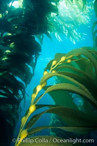 Image 03412, Kelp frond showing pneumatocysts (air bladders). San Clemente Island, California, USA, Macrocystis pyrifera, Phillip Colla, all rights reserved worldwide. Keywords: air bladder, algae, blade, braendeltang, bubble, california, channel islands, environment, float, forest, frond, frond stipe pneumatocyst detail, gas, gedroogde kelp, giant kelp, habitat, harina de kelp, harina de la macroalga, kelp, kelp forest, landscape, leaf, macroalga marina, macrocystis, macrocystis pyrifera, marine, marine algae, marine plant, nature, ocean, oceans, outdoors, outside, pacific, pacific ocean, phaeophyceae, plant, pneumatocyst, pneumatocysts, reuzenkelp, san clemente island, sargazo gigante, scene, scenery, scenic, sea, sea grass, sea weed, seascape, seaweed, underwater, underwater landscape, usa, zeewier.