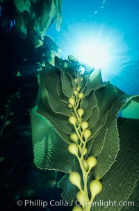 Kelp frond showing pneumatocysts (air bladders). San Clemente Island, California, USA, Macrocystis pyrifera, natural history stock photograph, photo id 03413