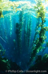 Kelp forest looking from the surface down toward the reef far below where the kelp is anchored to the sea floor, Macrocystis pyrifera, San Clemente Island