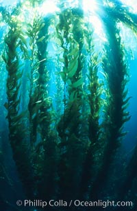 Kelp forest. San Clemente Island, California, USA, Macrocystis pyrifera, natural history stock photograph, photo id 03417
